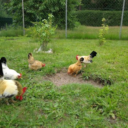 Apartament Ardea Alba Wunstorf Zewnętrze zdjęcie